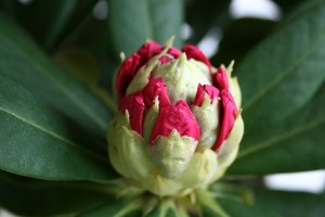 Flor de Rododendro