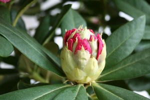 Flor de Rododendro