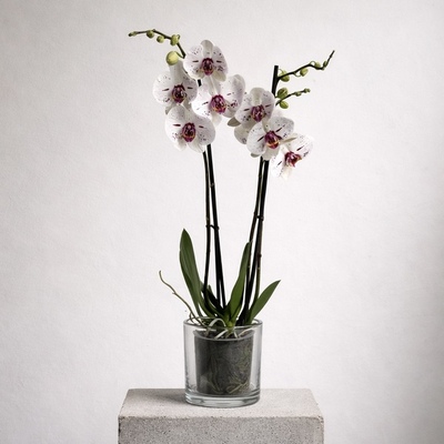 orquidea-phalenopsis