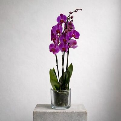 orquidea-phalenopsis