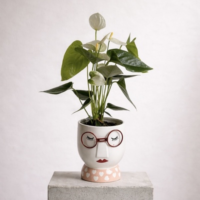 Anthurium-con-macetero-original-en-Avilés 