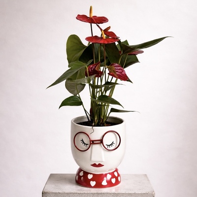 Anthurium-con-macetero-original-en-Avilés 