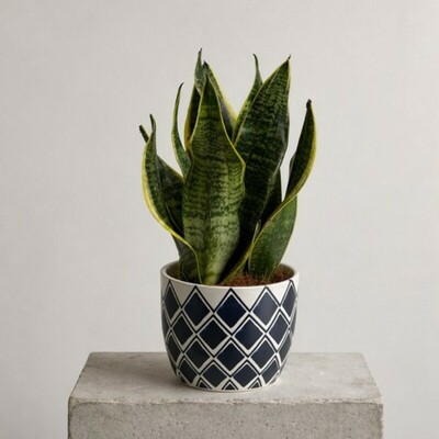 sansevieria-lengua-de-suegra-macetero-decorativo-flores-alisma-aviles