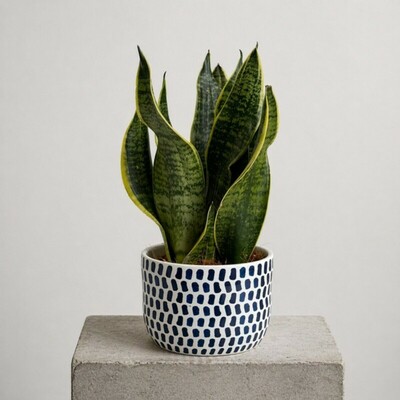 sansevieria-lengua-de-suegra-macetero-decorativo-flores-alisma-aviles