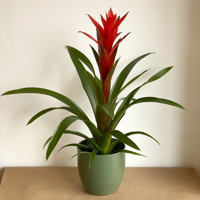 Guzmania lingulata 