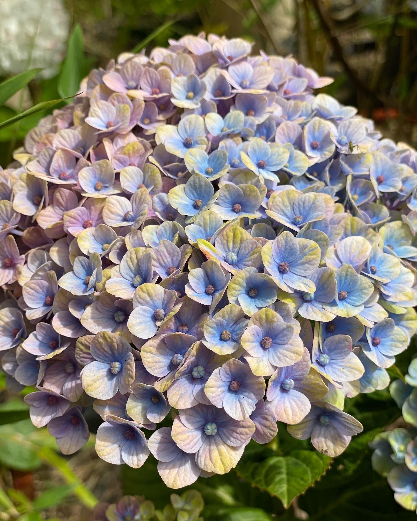 Hortensia