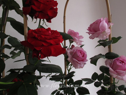Rosal