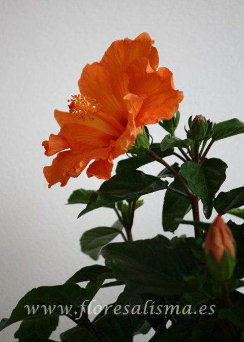 Hibiscus