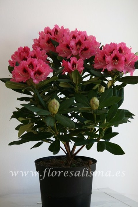 Rododendro, Rhododendron spp
