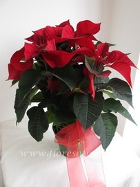 Poinsettia decorada con macetero