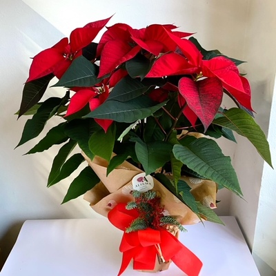  Poinsettia Flor de Pascua