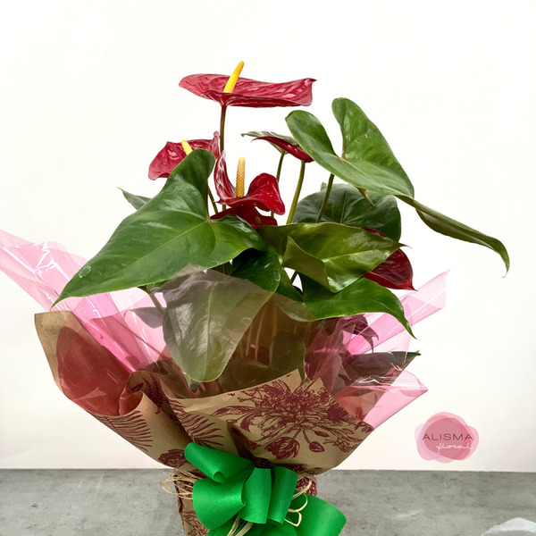 Anthurium