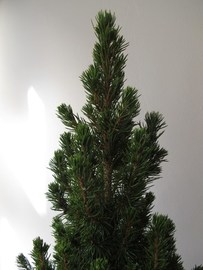 Soluciones de Flores Alisma de Avilés para no desaprovechar el árbol de Navidad