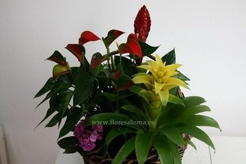 Plantas en tiempo de reposo