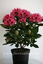 Rododendro, Rhododendron spp