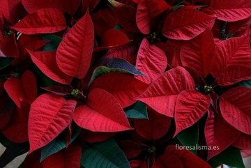 Flor de Pascua, Poinsettia