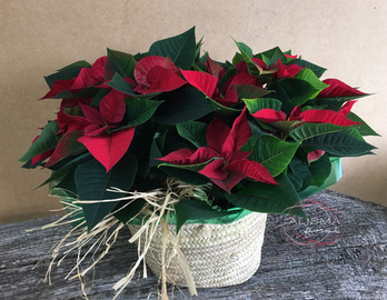 Dueto de Poinsettias