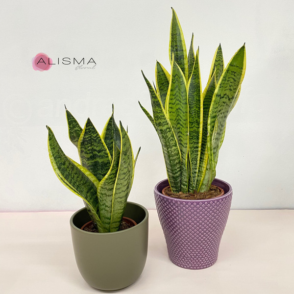 Sansevieria 