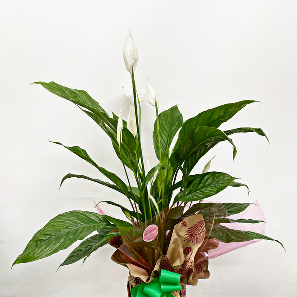 Spathiphyllum