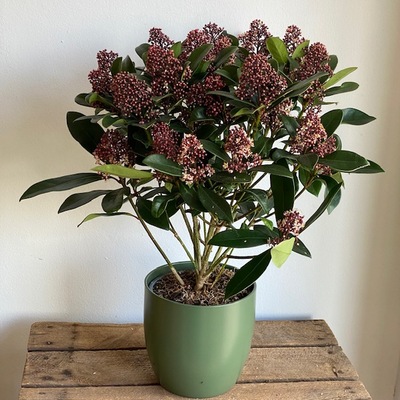 SKIMMIA JAPONICA