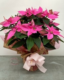 Poinsettia Rosa 
