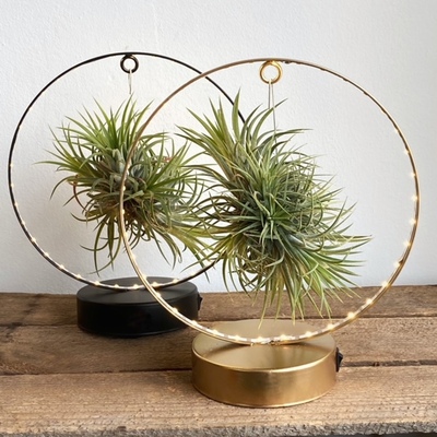 Planta Tillandsia en soporte luminoso de led