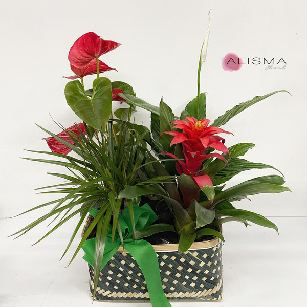 Cesta de plantas