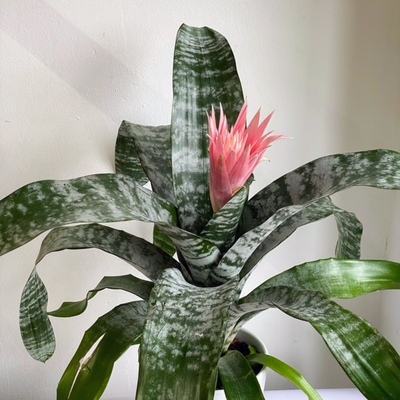 Aechmea Primera Aechmea fasciata