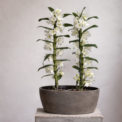 Centro de Orquídeas Dendrobium – Flores Alisma (Avilés)