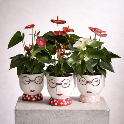 Anthurium con macetero original en Avilés | Flores Alisma