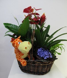 Cesta de plantas con peluche 