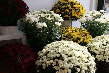 1 de Noviembre, Día de todos los Santos 