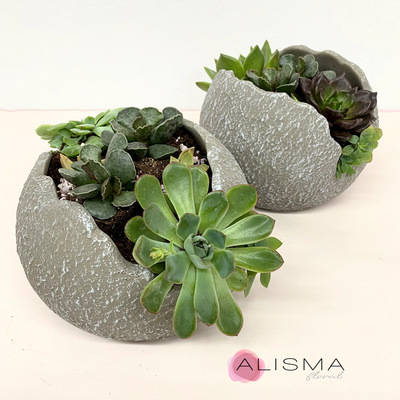 Centro de mesa con plantas Suculentas